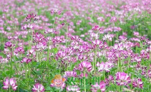 稻田紫云英栽培技术