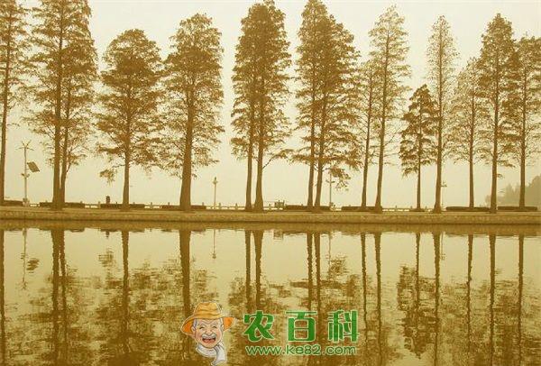 水杉 水杉品种——黄金水杉