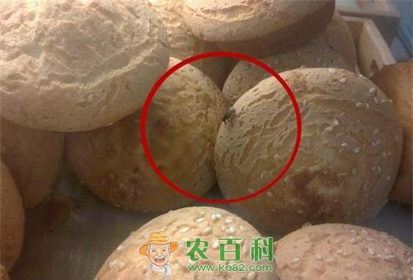 苍蝇碰过的食物要扔掉吗