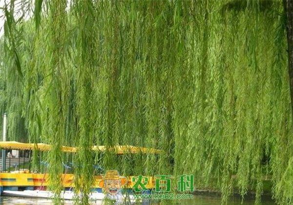 柳树常见品种介绍