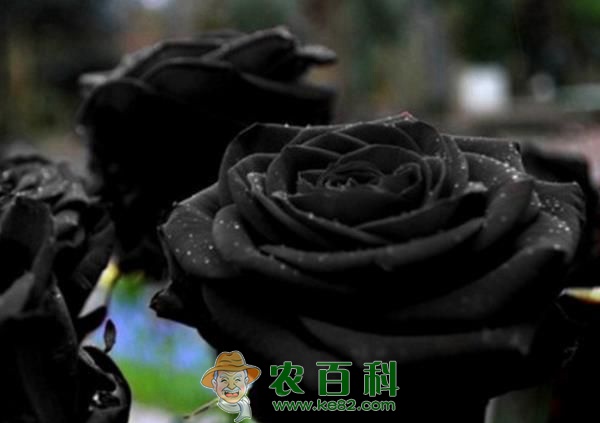 黑色玫瑰 黑色玫瑰