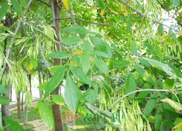 白蜡盆景嫁接桂花技术
