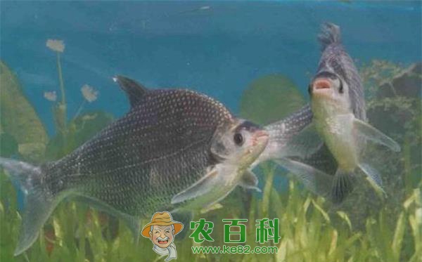 无公害鳊鱼人工催产技术 无公害鳊鱼人工催产技术