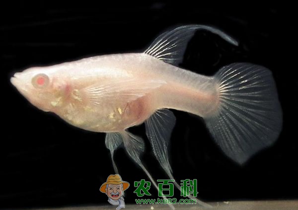 孔雀鱼养殖的正确方法