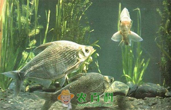 鳊鱼养殖--土客网网 鳊鱼养殖的管理