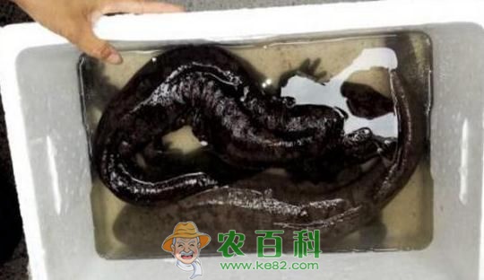 大鲵在货车底部传出诡异哭声