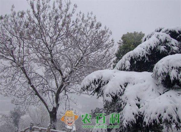 雪松 小区内了快20年的雪松倒伏