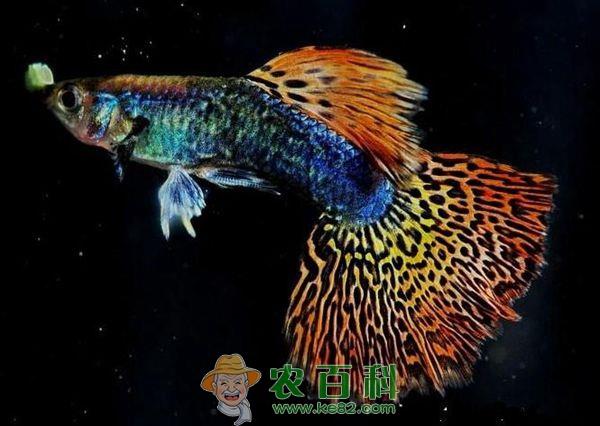 走出过滤误区轻松养孔雀鱼