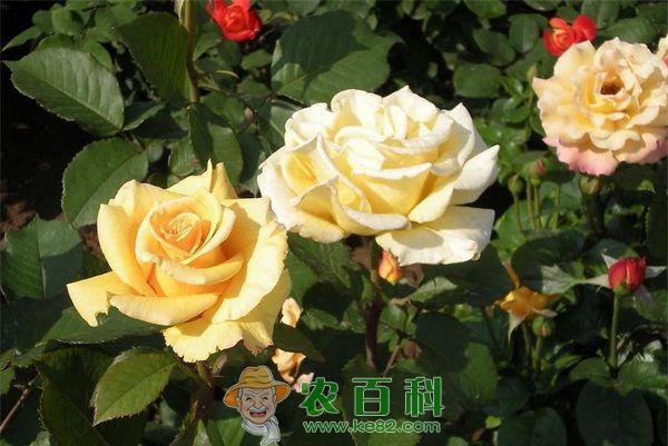 月季 南阳美丽月季花夜晚遭了殃