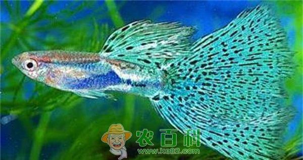 孔雀鱼一般常见的病症防治技术