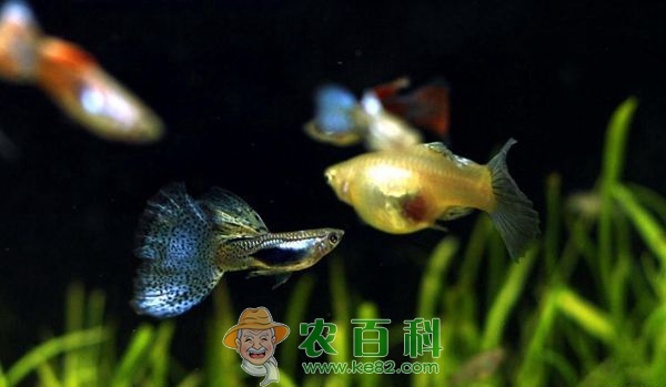 孔雀鱼 孔雀鱼的繁殖技术
