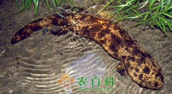大鲵 大鲵人工繁殖新技术