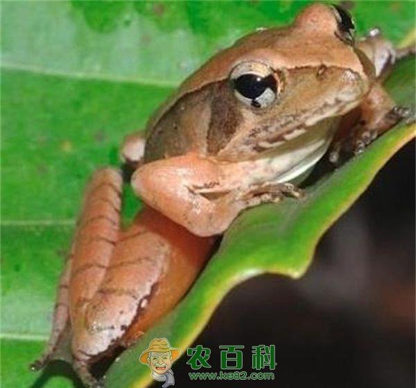 林蛙养殖之林蛙发病的原因探析