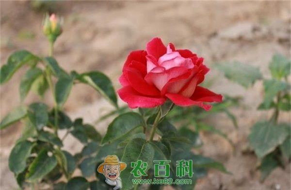 玫瑰--土客网网 禅城区恋爱主题公园定名“玫瑰情园”
