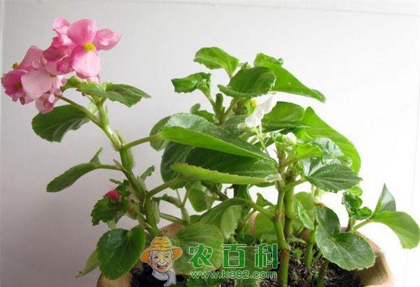 海棠 四季海棠发育不良的病态