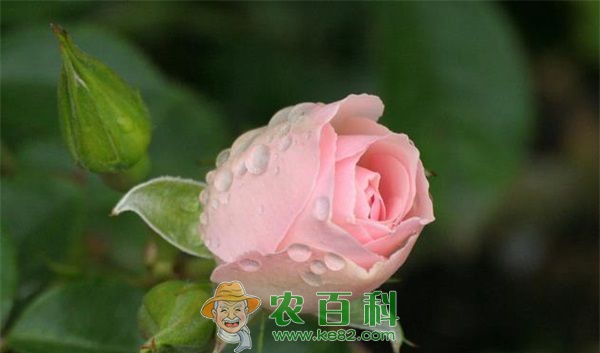 山地玫瑰夏天怎么养