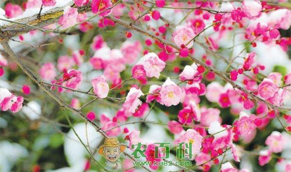 梅花 梅花洒金型分类