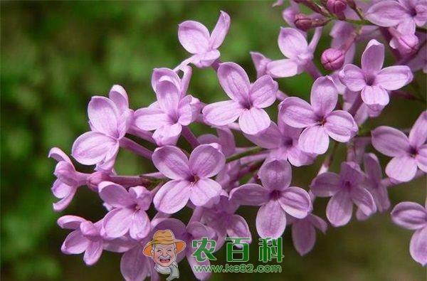 丁香疫病的防治