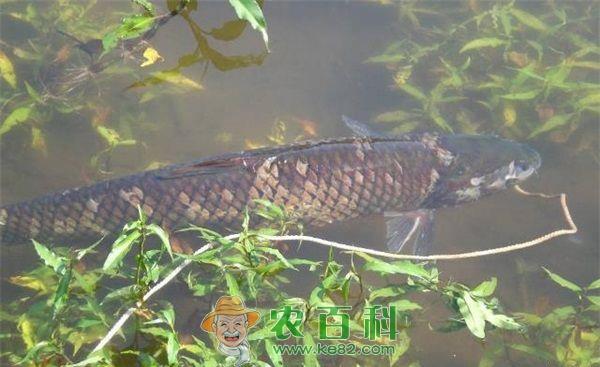 草鱼成鱼节粮型养殖技术