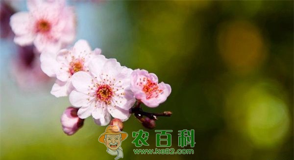 海棠 30年成就“中国海棠苗木之乡”