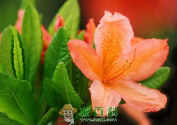 杜鹃花有毒吗？