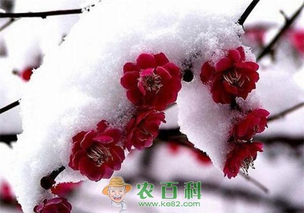 寒潮来袭笑看梅花盛开