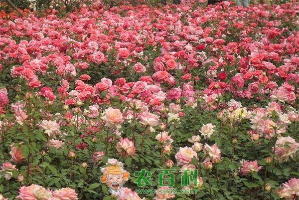 月季绿瓣病的防治