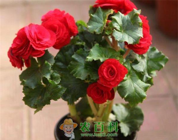 盆栽海棠花的养殖方法 土客网网 盆栽海棠花的养殖方法