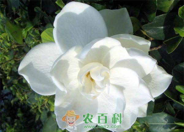 栀子花 栀子花球腔菌叶斑病的防治方法