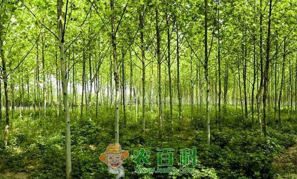 法桐 行道树法桐衰枯原因及解决方法