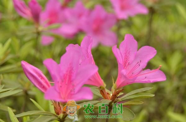 杜鹃花的养殖方法和注意事项 杜鹃花的养殖方法和注意事项