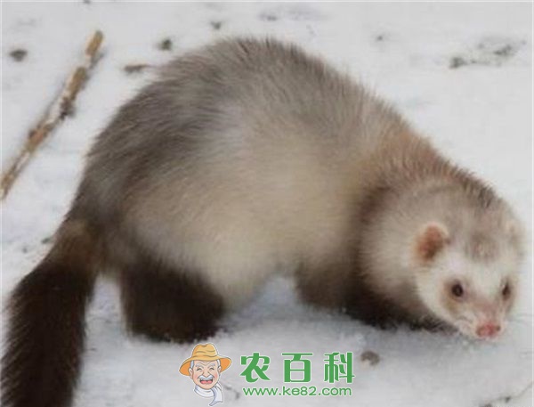 貂 四种水貂莫留种