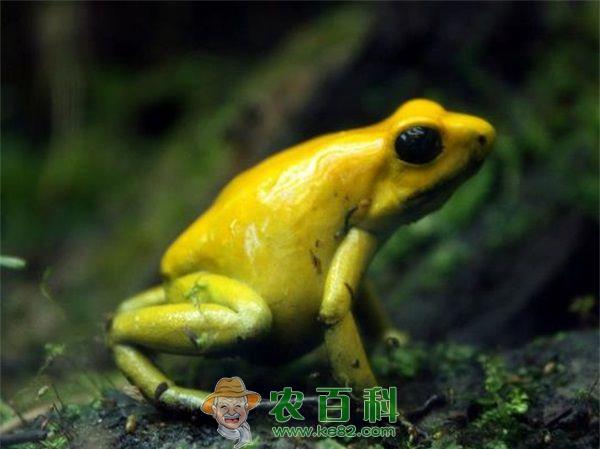 林蛙的饲养管理技术大全