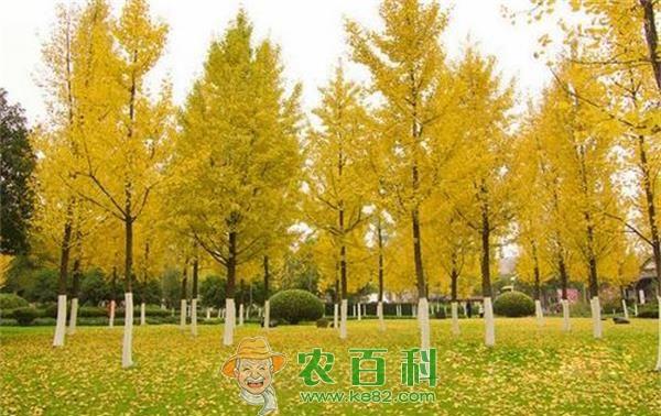 南丹农业示范区打造银杏园