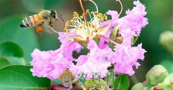 紫薇 紫薇白粉病的症状和防治方法