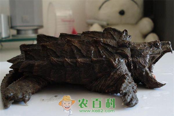 鳄鱼龟的质量鉴别