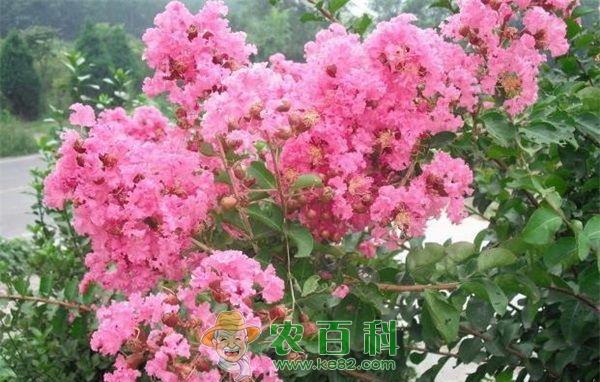 四川千亩紫薇三红花灿烂开放