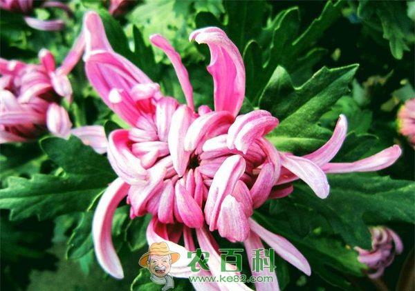 菊花 夏花小菊紫烟