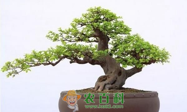 榆树盆景