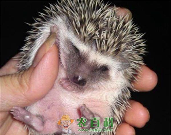 刺猬的正面 刺猬的正面