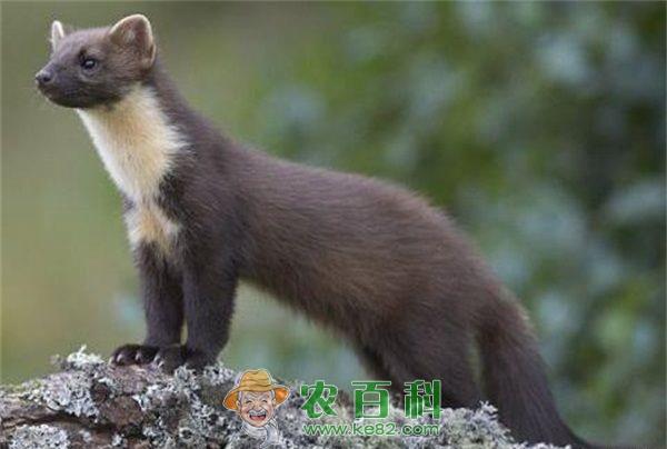 水貂笼和狐狸笼有何本质区别