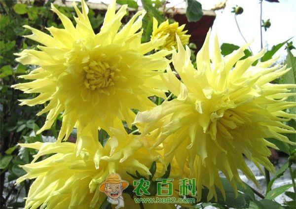 浙江菊花花市冬至迎来小热潮
