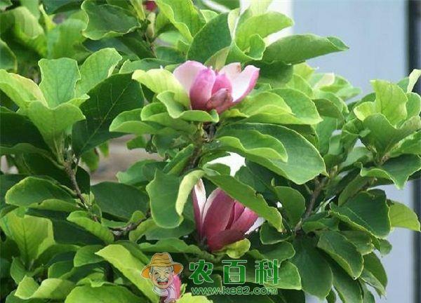 玉兰的黑斑病防治