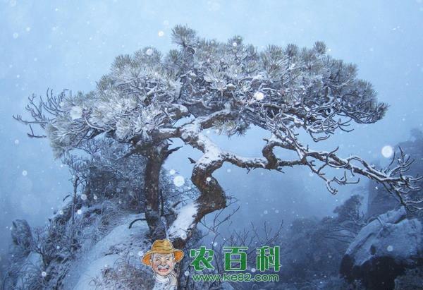 南京雪松 南京雪松