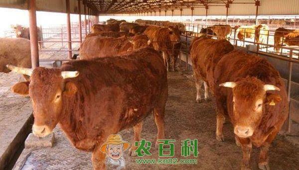 鲁西黄牛常用的饲料的种类