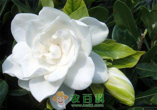 栀子花生育条件