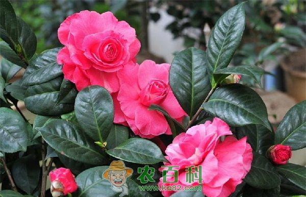 茶花--土客网网 初冬共青森林公园茶花悄然绽放