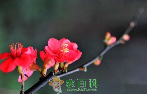 海棠 30年成就“中国海棠苗木之乡”