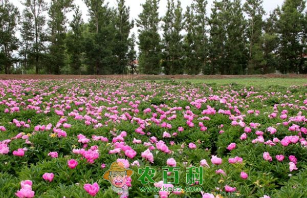 芍药花期什么时候开 土客网网 芍药花期什么时候开