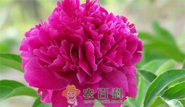 牡丹吹棉介壳虫的危害及防治